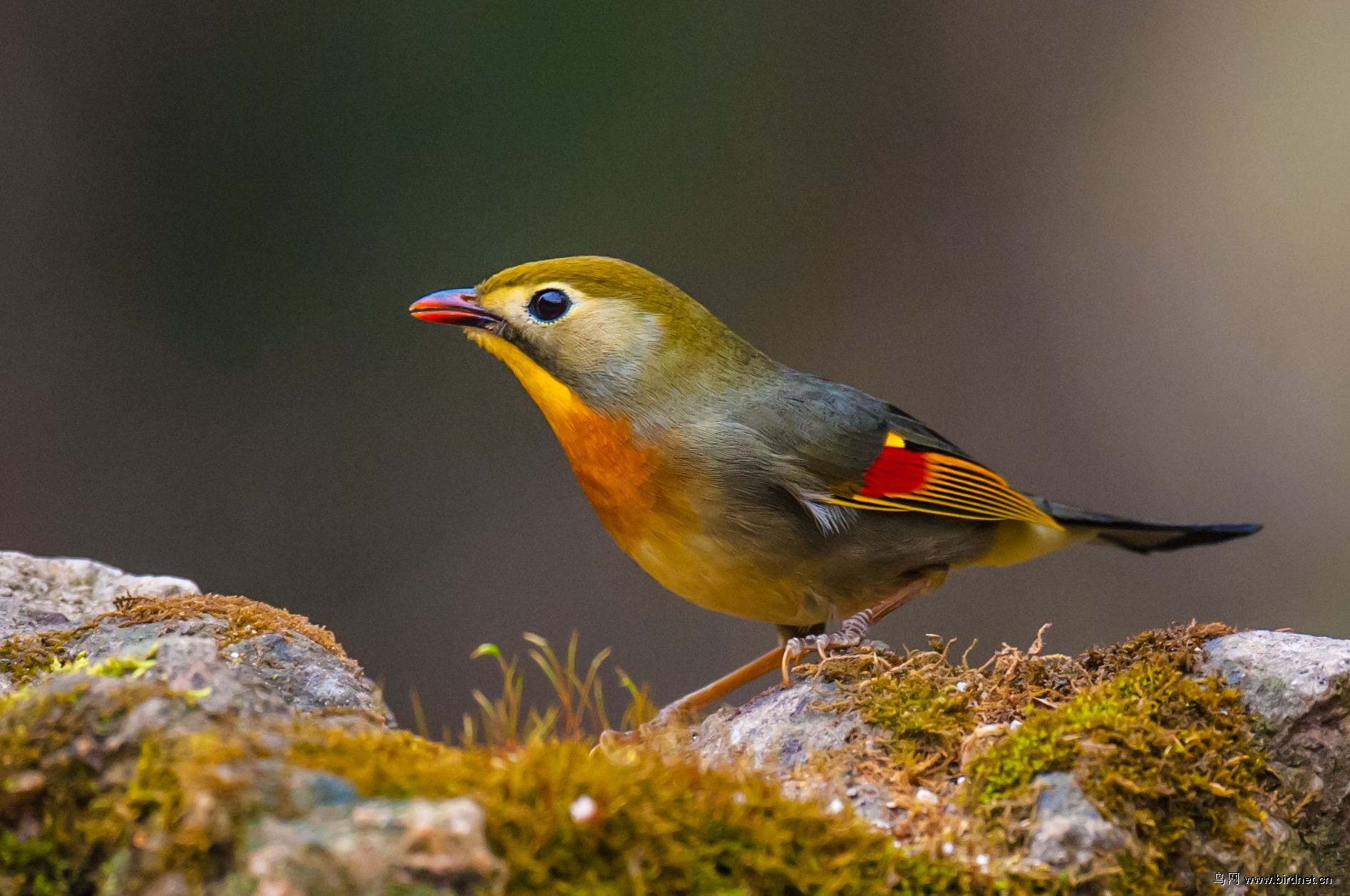 秦岭山中的红嘴相思鸟