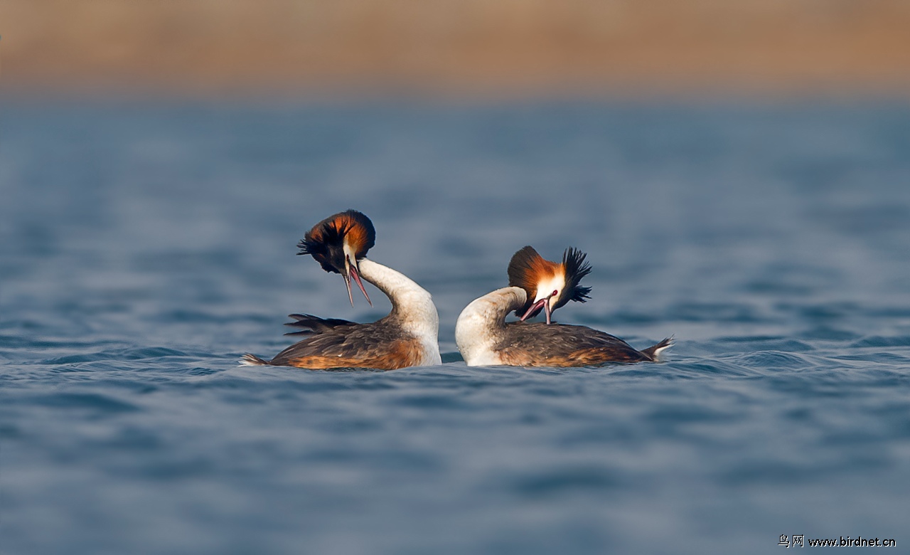 恩爱伴侣凤头pt