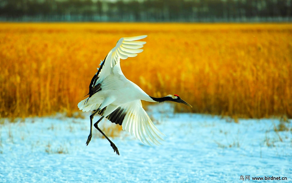 唯见仙鹤舞翩跹