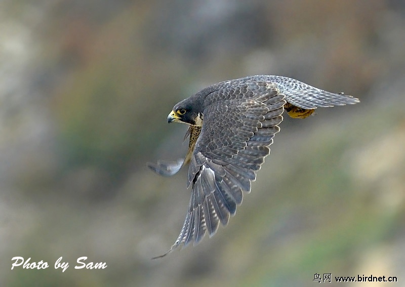 游隼游隼peregrinefalcon