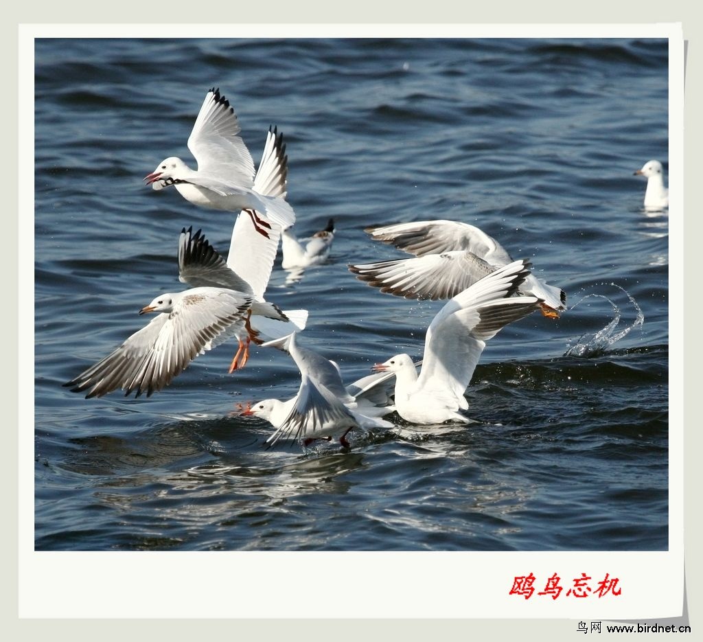 鸥鸟忘机