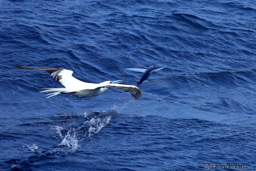 弱肉强食看鲣鸟捕食飞鱼