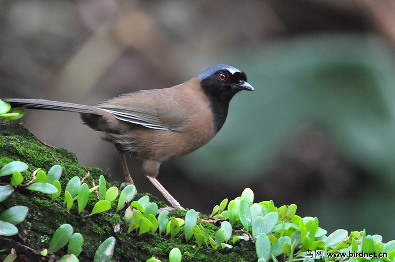 一組黑臉,黑喉噪鶥 - 林鳥版 forest birds 鳥網