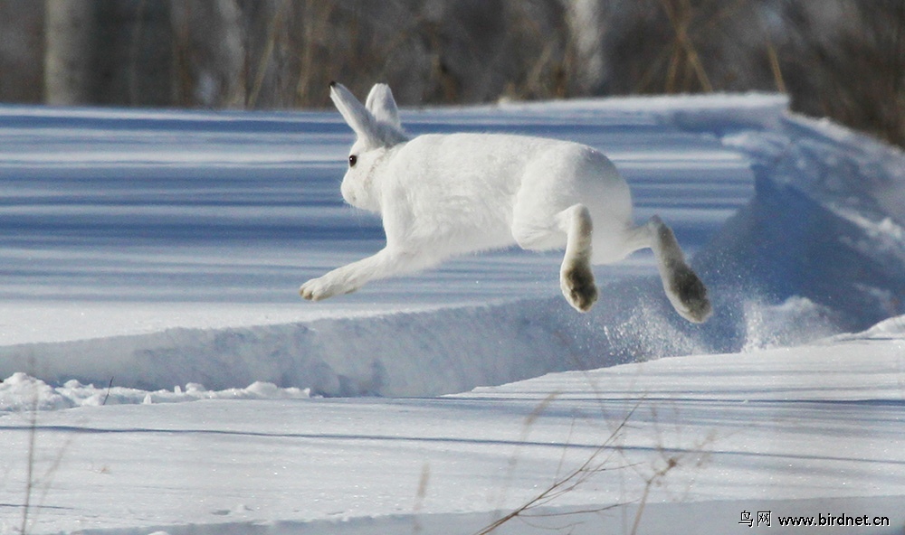 天山雪兔子图片图片