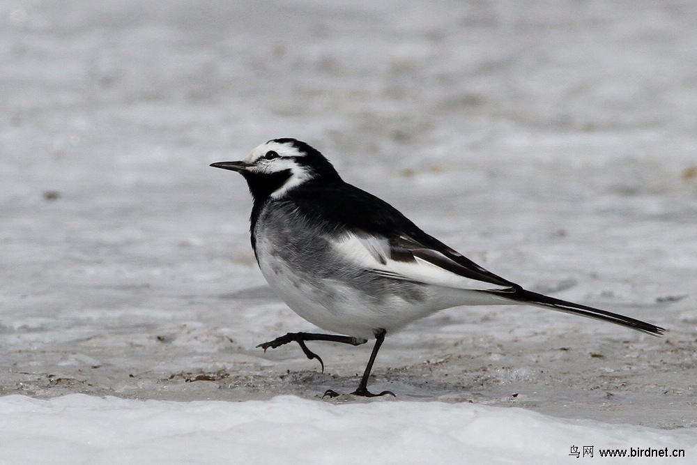 稀有亚种-黑背贯眼纹白鹡 