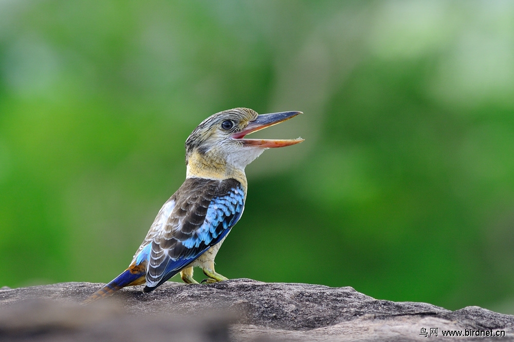 (蓝翅笑翠鸟)蓝翅笑翠