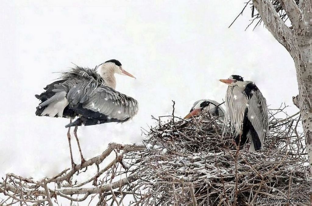 水润墨绘画苍鹭