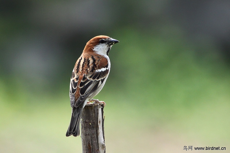 (山麻雀)城里少见的山麻雀!
