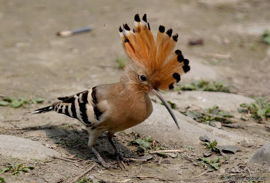 成都浣花公园,戴胜鸟.