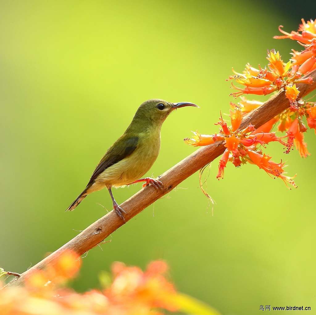 逆光下的太阳鸟