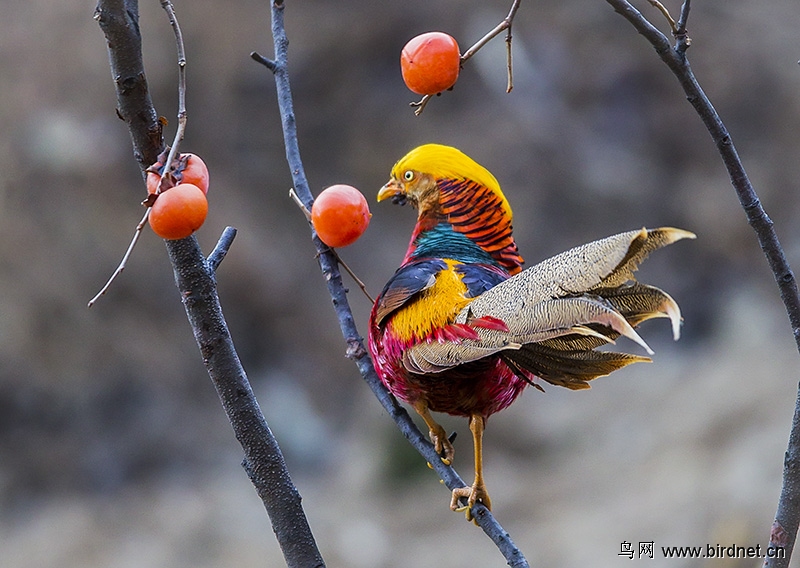 在树上的红腹锦鸡