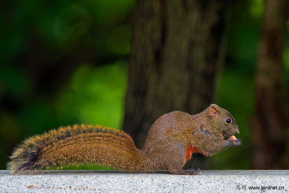 红腹松鼠