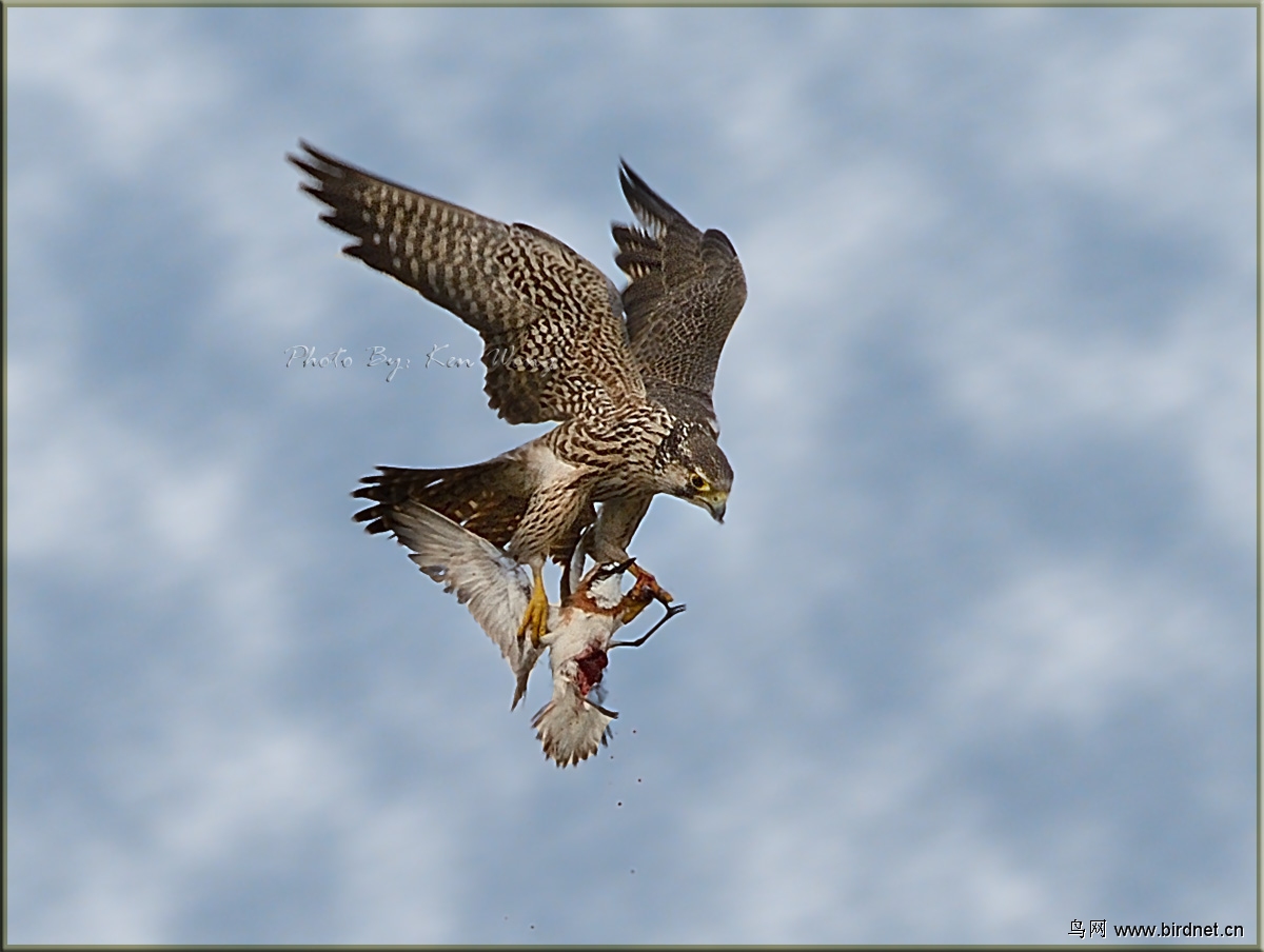 游隼游隼空中猎杀