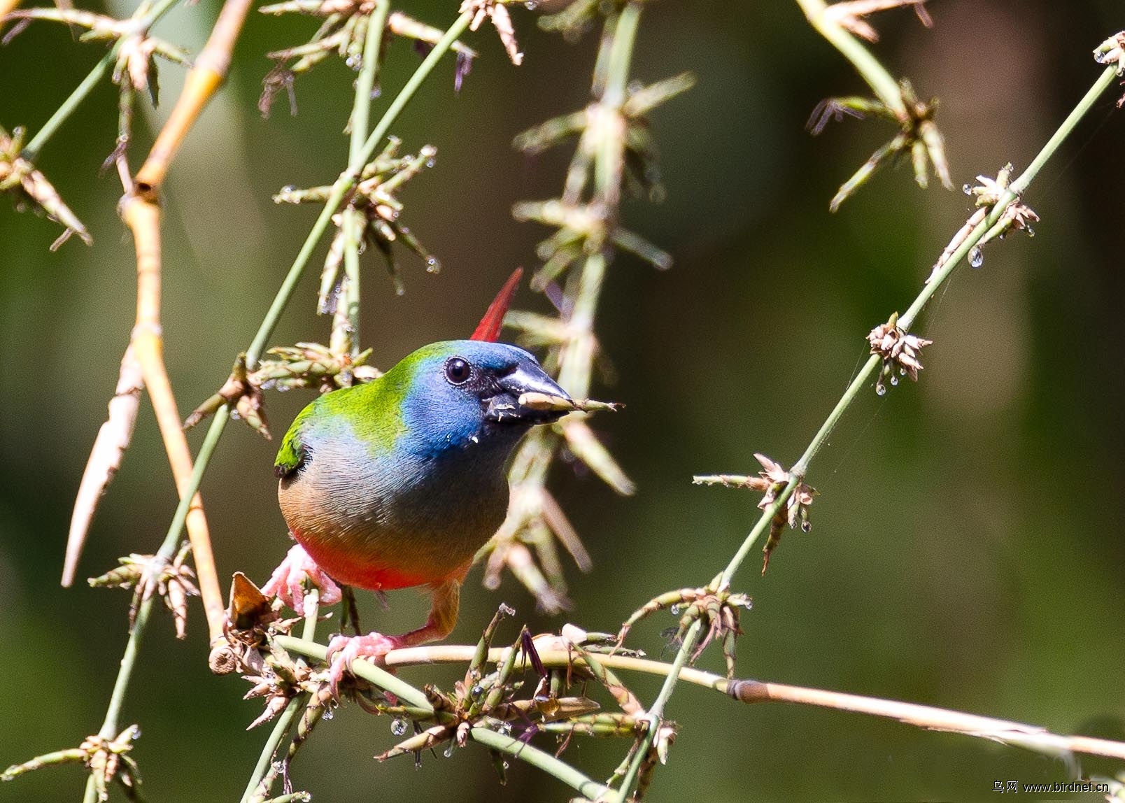 长尾鹦雀pintailedparrotfincherythruraprasina