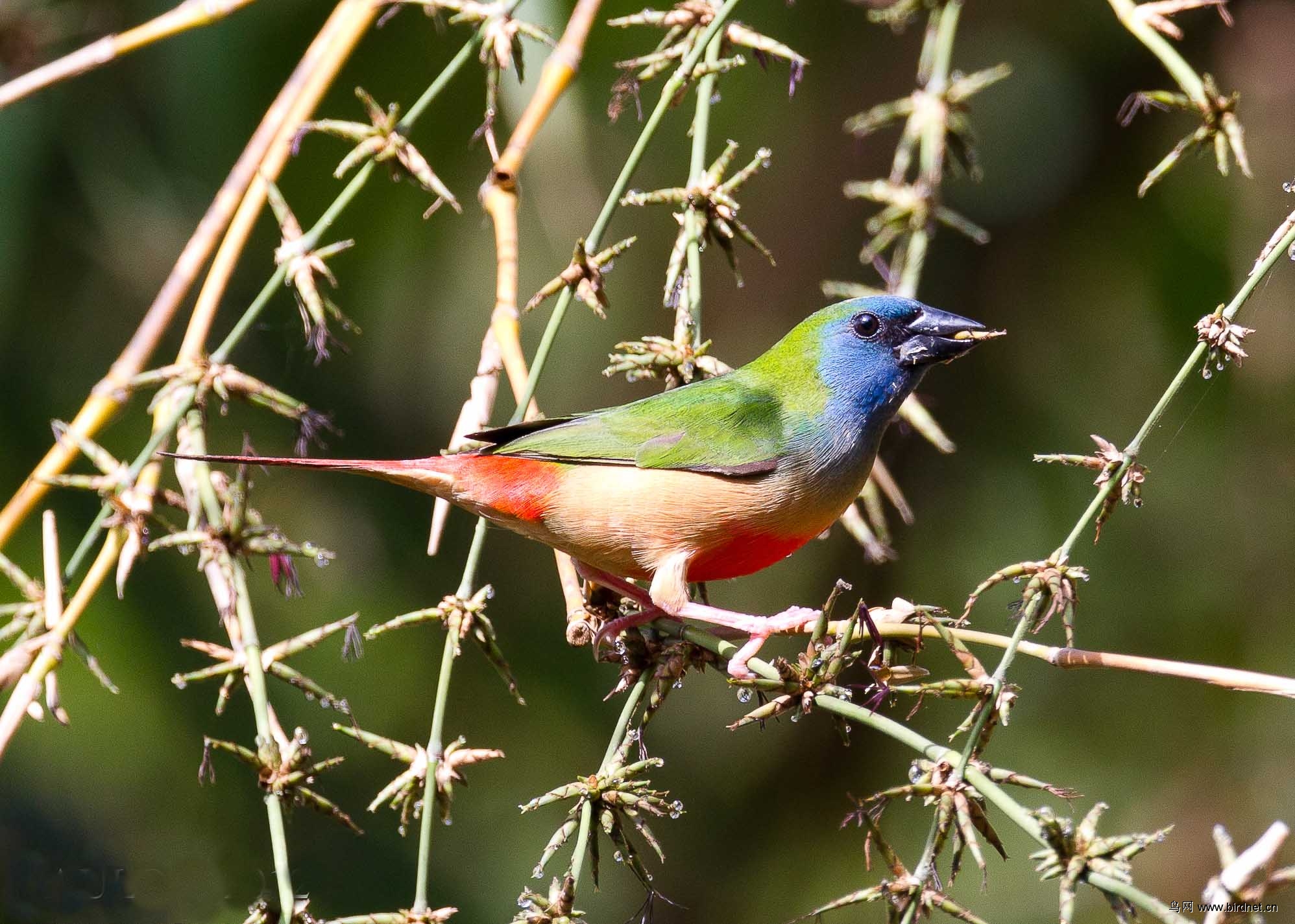长尾鹦雀pintailedparrotfincherythruraprasina