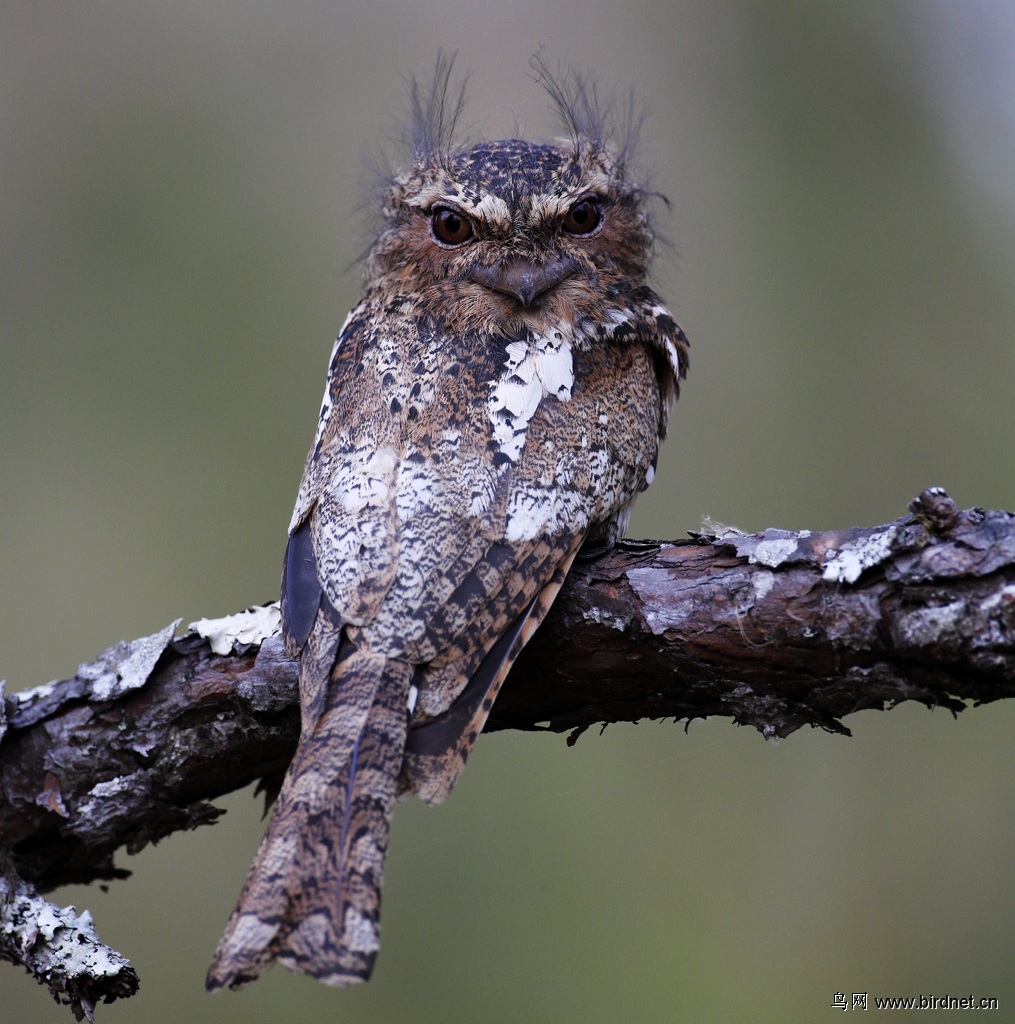 黑顶蟆口鸱 hodgson's frogmouth 雄性