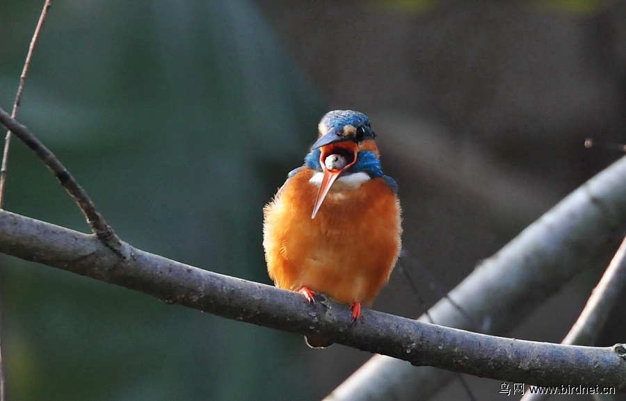 翠鸟吐"食丸"精彩记录版