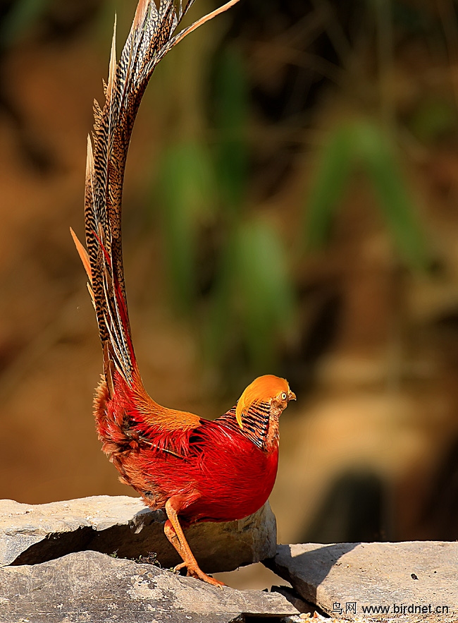 红腹锦鸡洋县绝非唯一