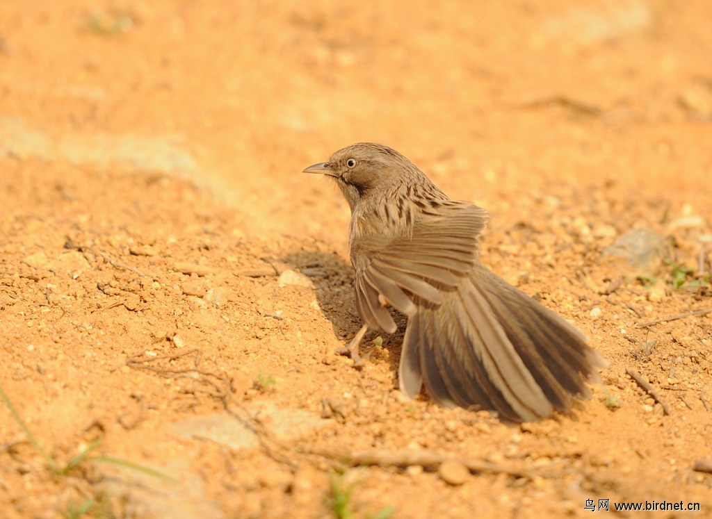 山鹛- 河北版 hebei 鸟网