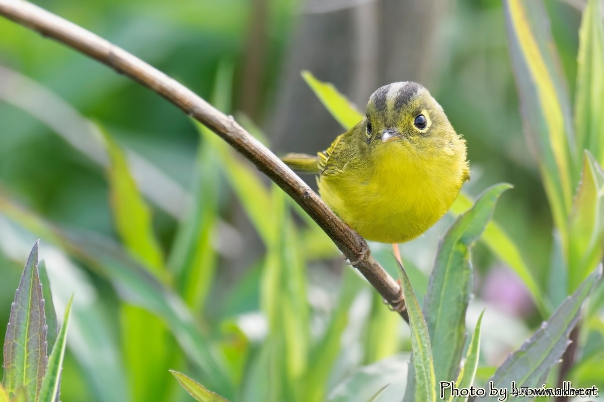 南汇小妖怪---金眶鹟莺