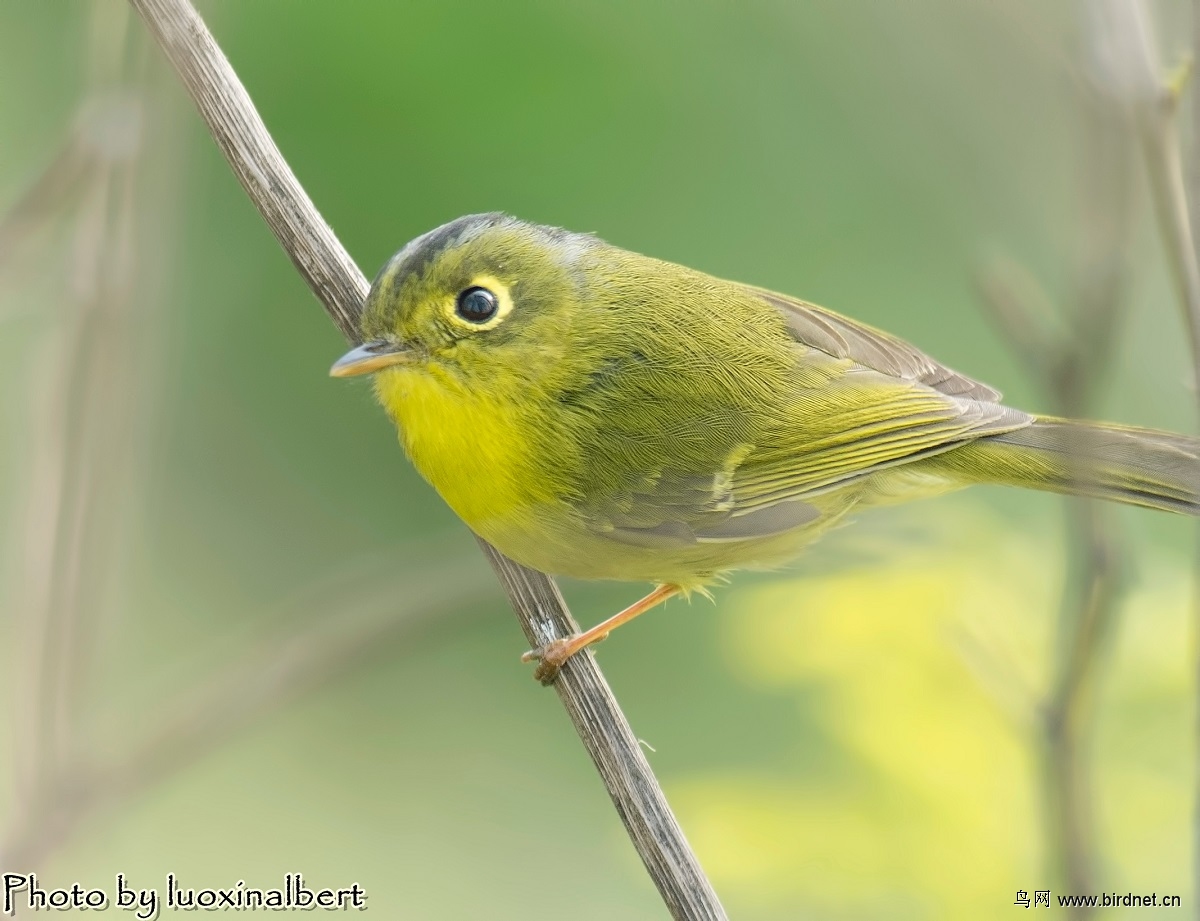 南汇小妖怪---金眶鹟莺