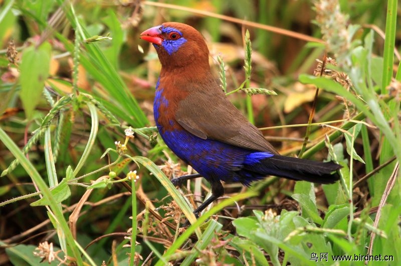 发一组 紫蓝饰雀