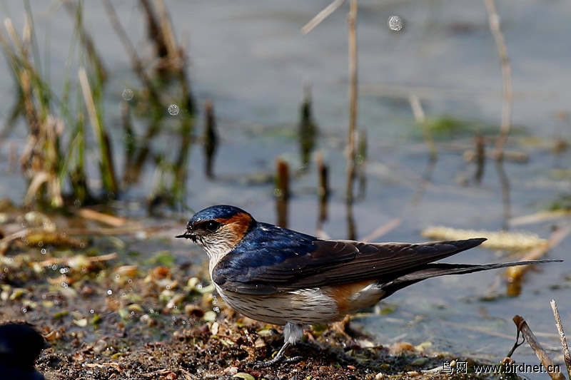 新拍金腰燕衔泥筑巢请各位指教
