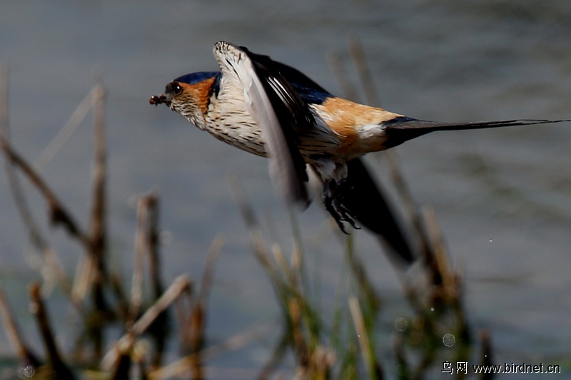 新拍金腰燕衔泥筑巢请各位指教