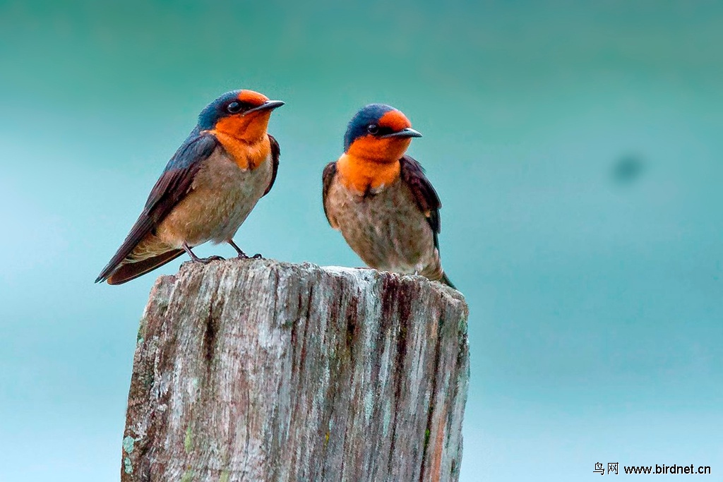请问老师这是爪哇金丝燕