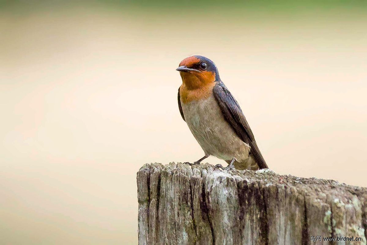 湖北版 hubei 鸟网