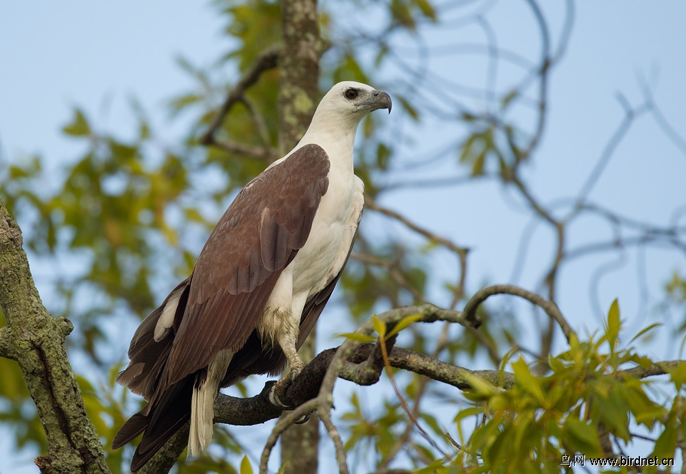 白腹海雕(树版)