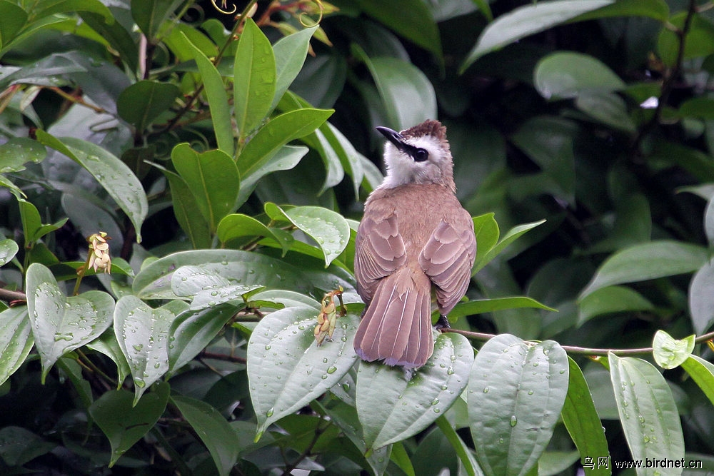 新,马鸟片(请教鸟名)