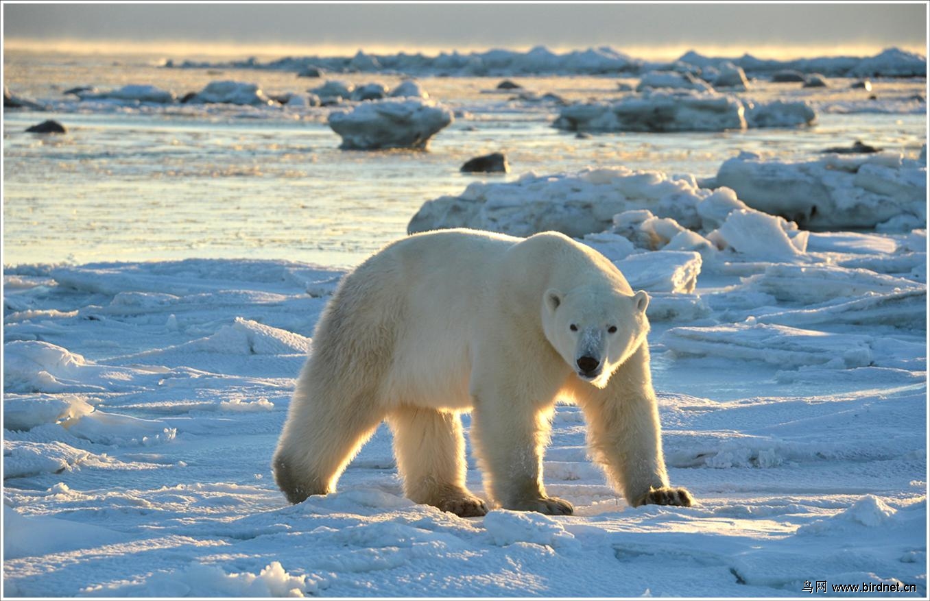 冰天雪地--北极熊