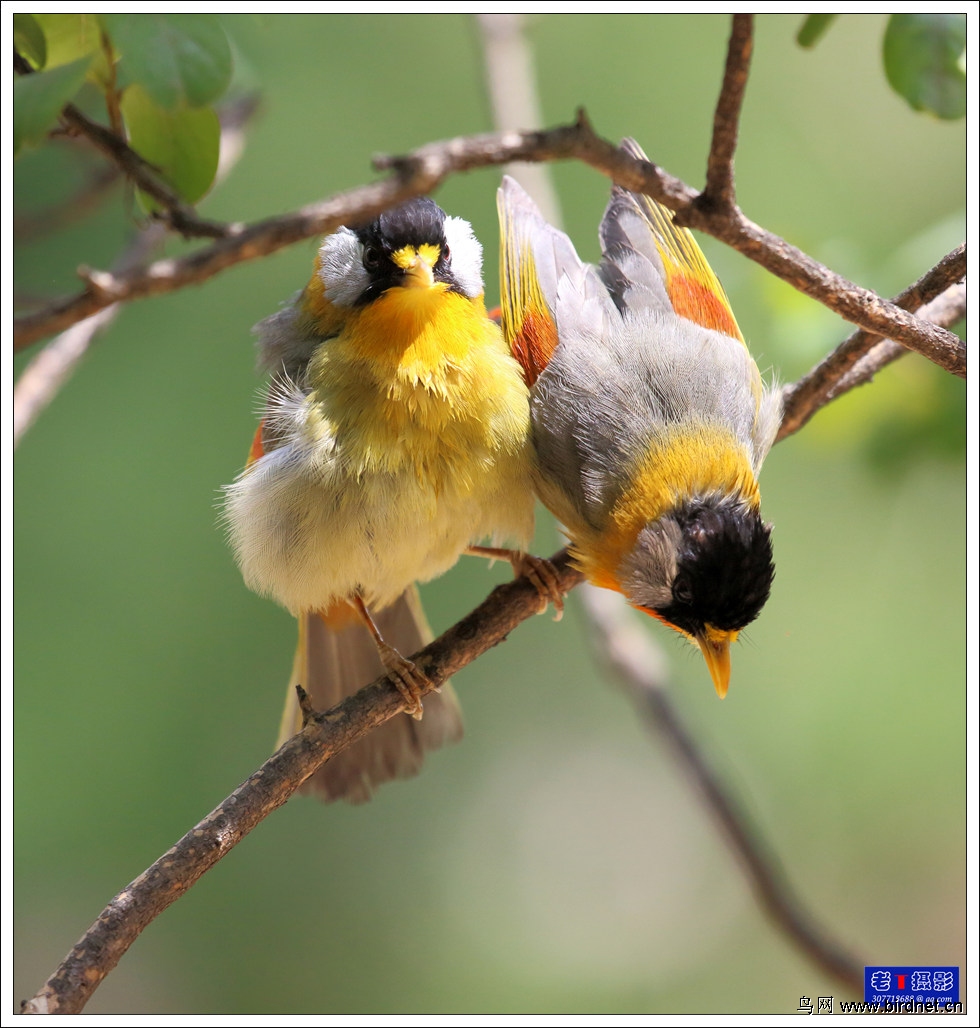 一对可爱的银耳相思鸟