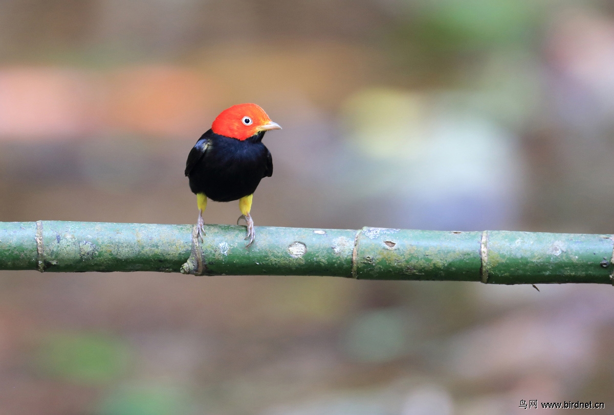 红顶娇鹟和篮冠娇鹟