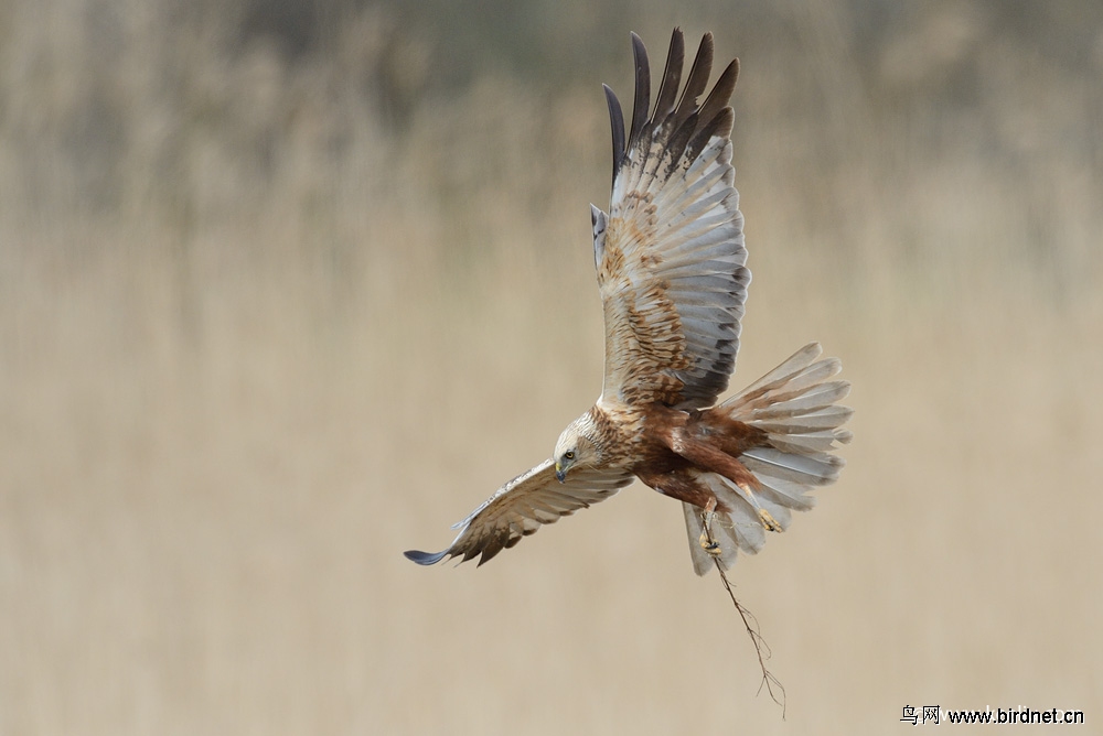 白头鹞westernmarshharrier
