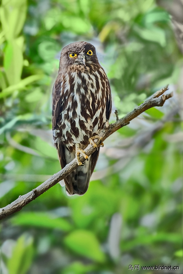 鹰鸮—白眉鹀