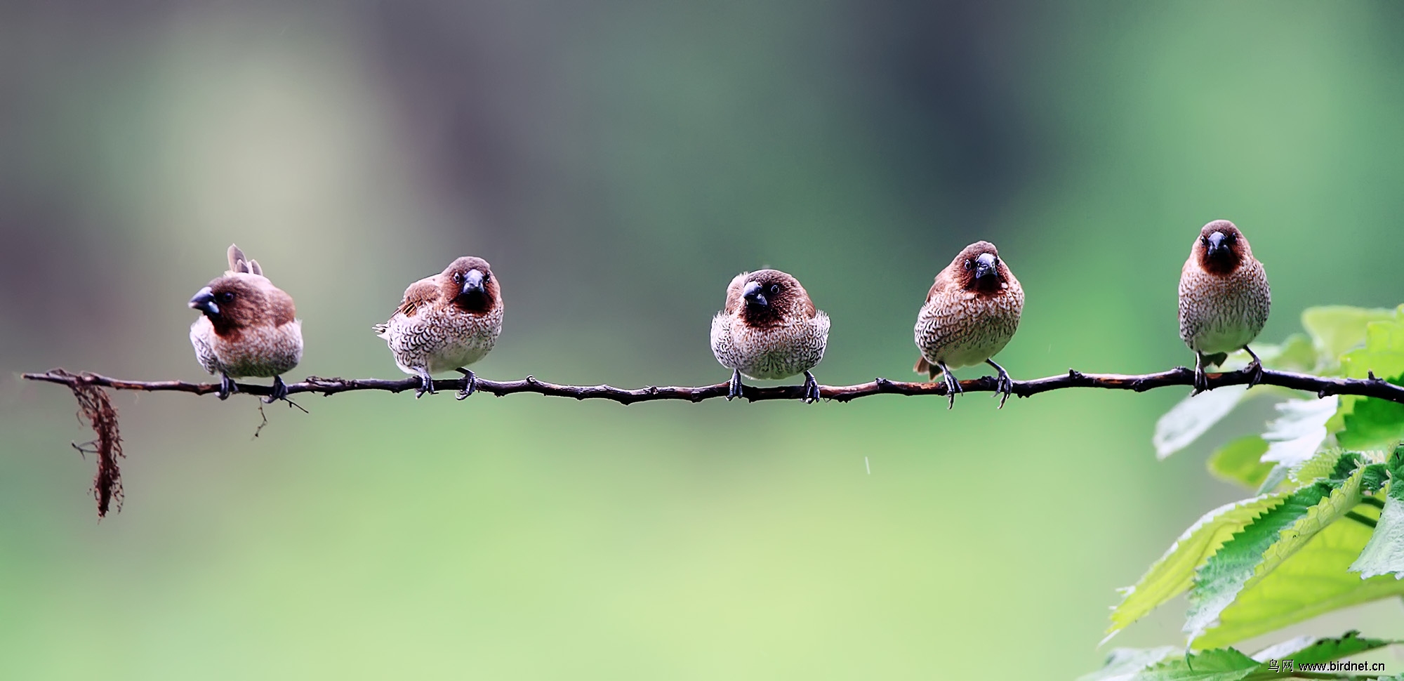 五只小鸟也一同前来-祝老师们 五一节快乐!