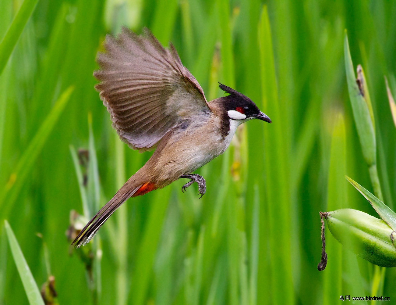 不管菜鳥肉鳥飛起來就是好鳥一組紅耳鵯飛版