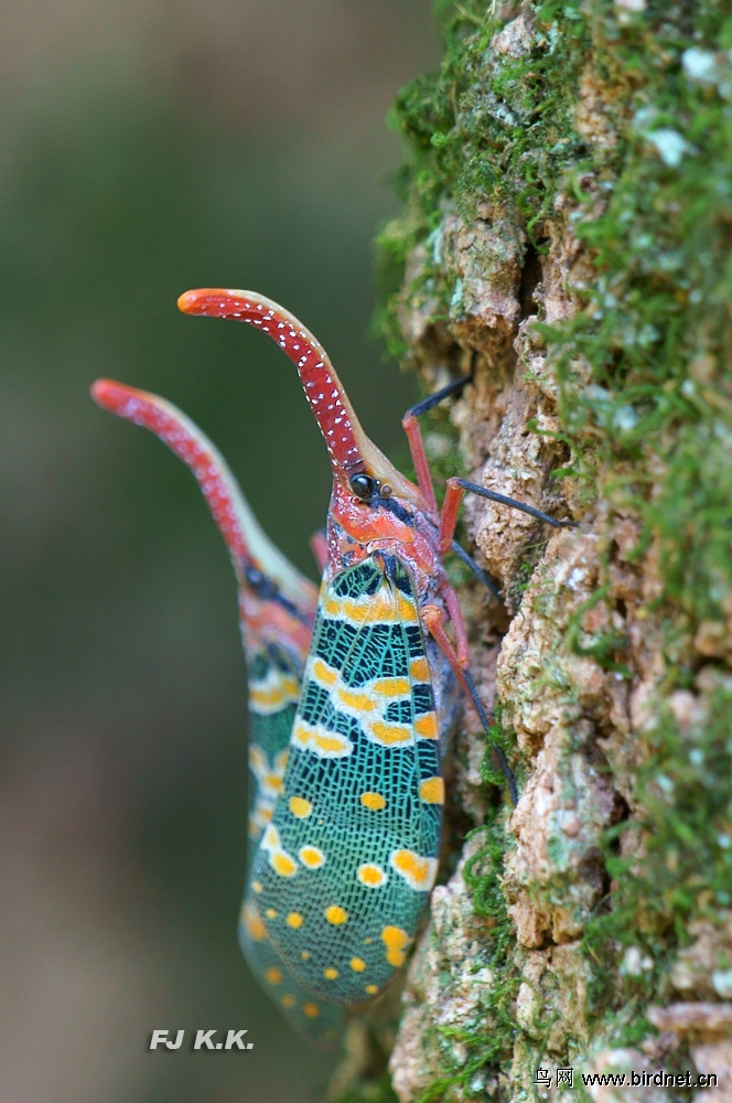 一年一度龙眼鸡