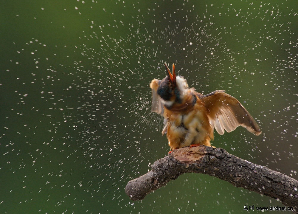 (普通翠鸟)天女散花