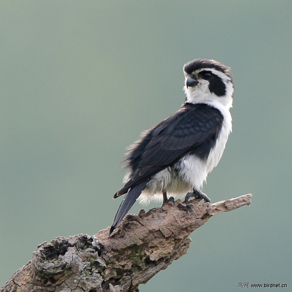 鸟中熊猫一一白腿小隼