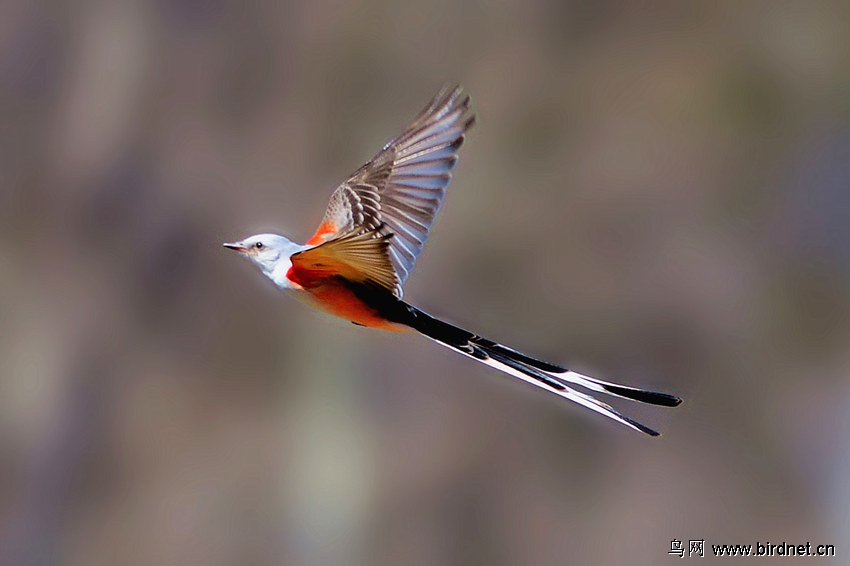 剪尾灰霸鹟灰剪尾霸鶲