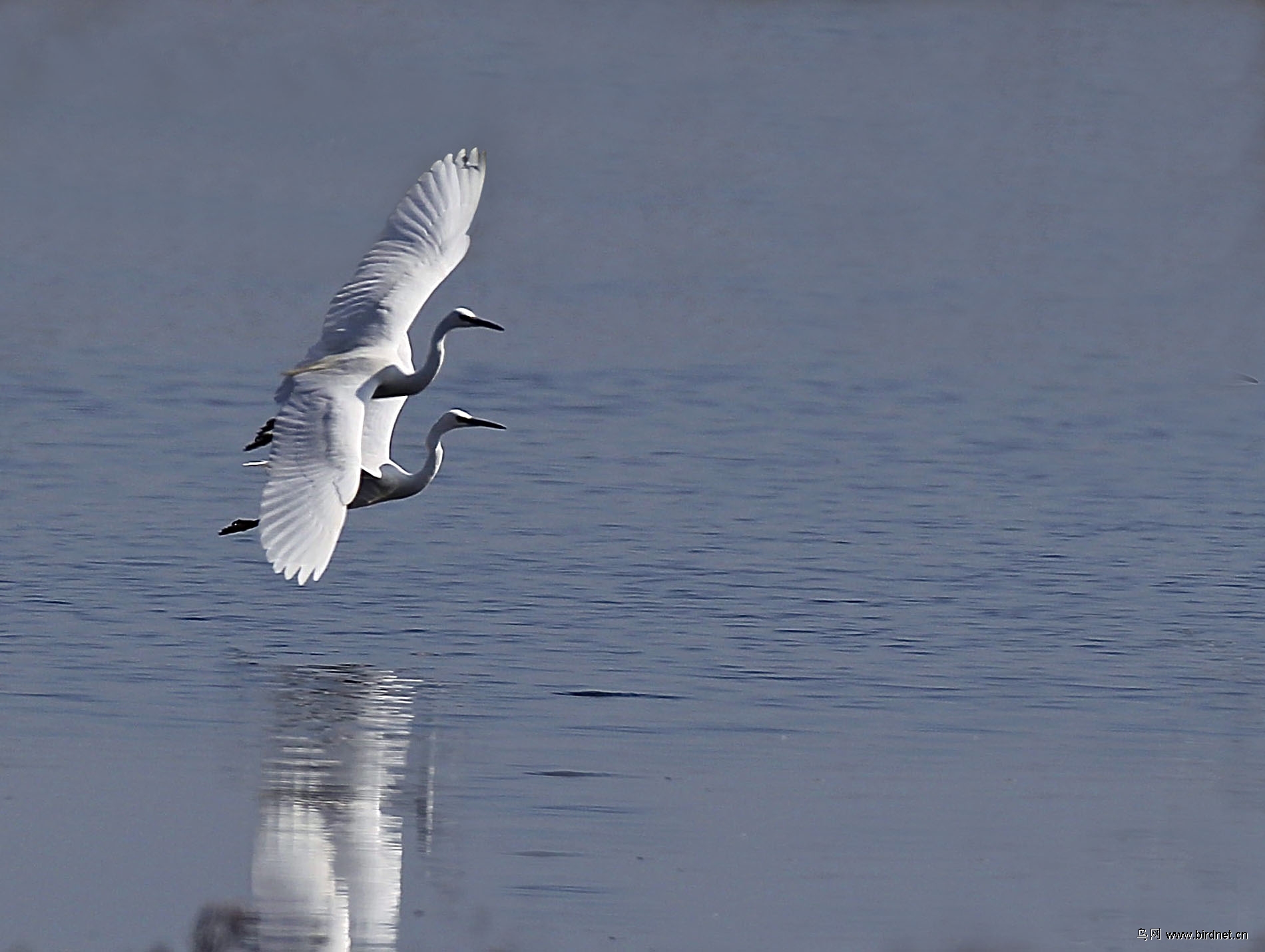 在天愿作比翼鸟
