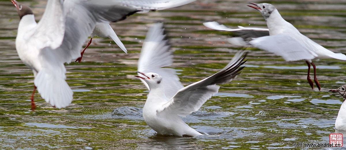 翠湖繁殖羽红嘴鸥
