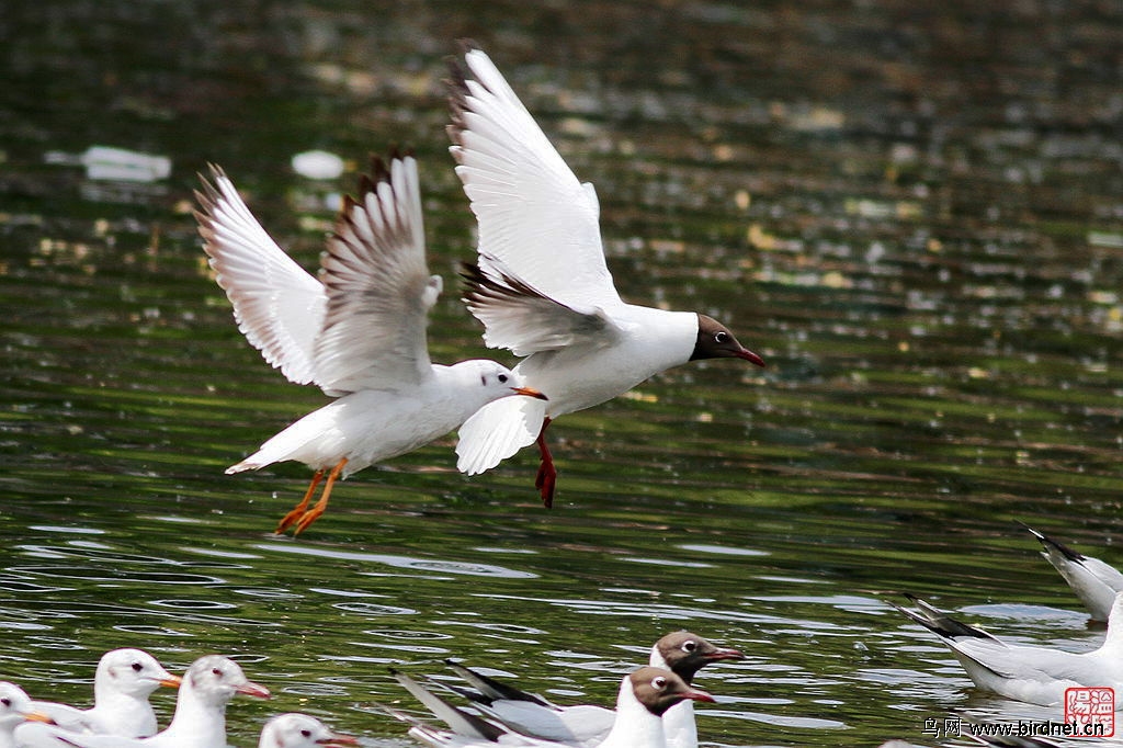 翠湖繁殖羽红嘴鸥