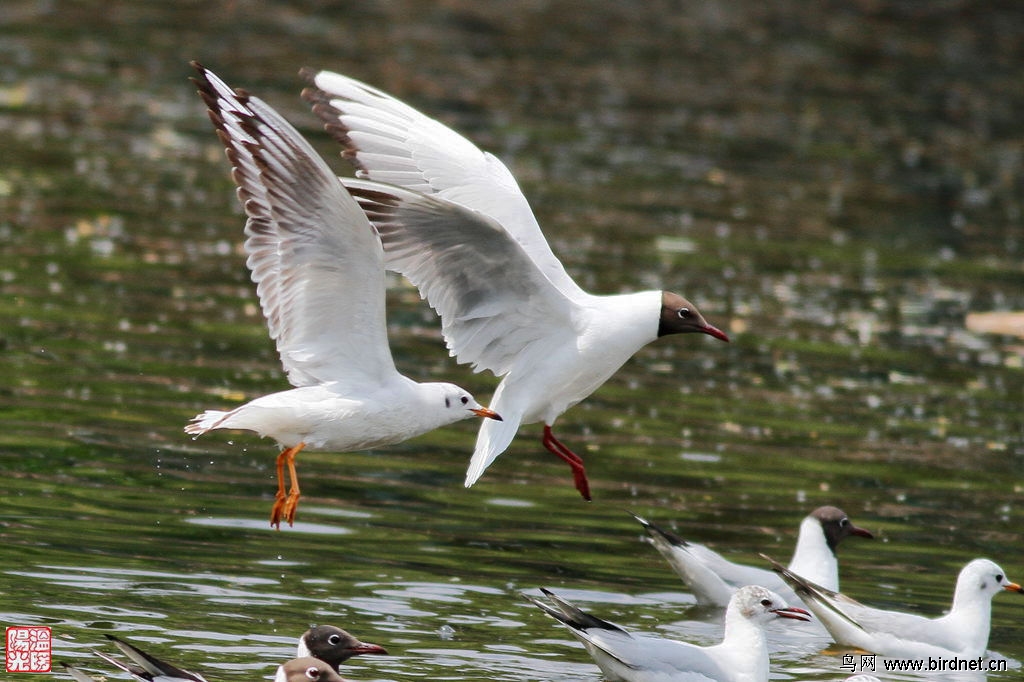 翠湖繁殖羽红嘴鸥