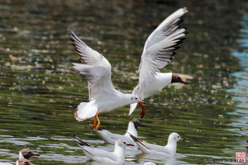 翠湖繁殖羽红嘴鸥