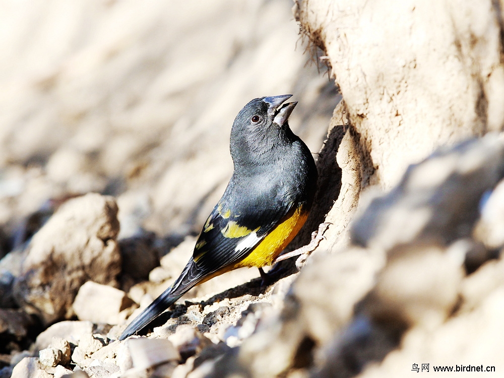 找吃的白斑翅拟蜡嘴雀