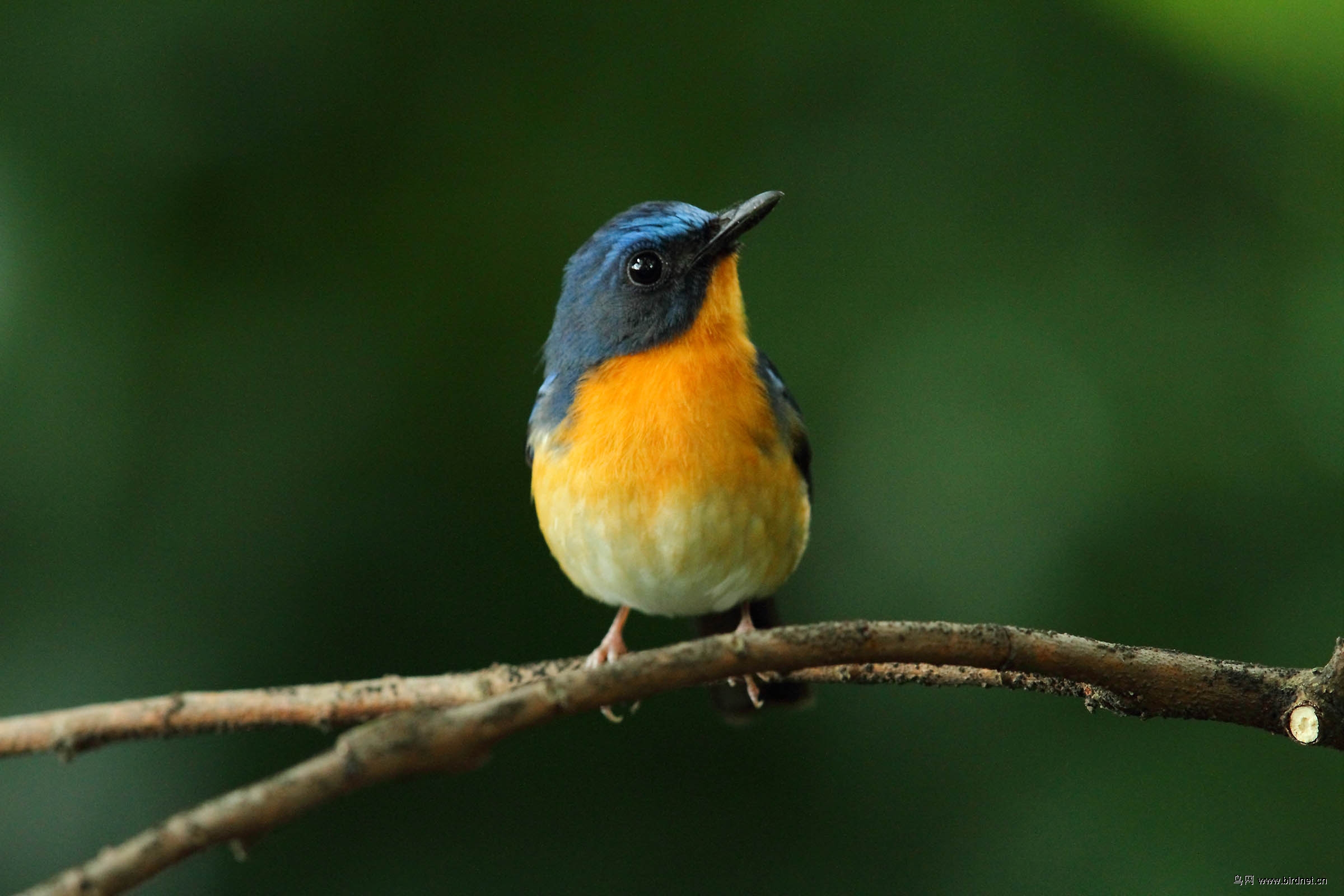 慢速拍山蓝仙翁